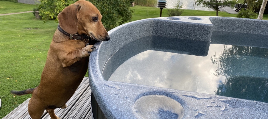 A hot tub makes dogs happy, too! | Kirami